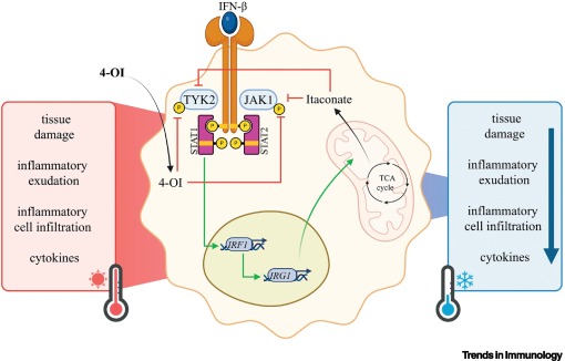 TrendsImmuno's tweet photo. Cooling inflammation through metabolism with 4-octyl itaconate https://t.co/hOSTV3XwJH https://t.co/yuZLHzejGJ