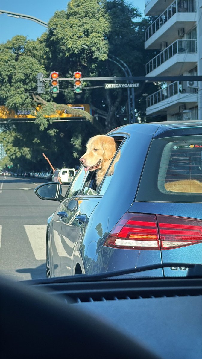 marcosdvanella's tweet photo. @hijadelacrisis Todo golden que veo viajando en un auto le saco foto
Es increíble como de solo verlos me alegran el día un 1000% https://t.co/qAayrCW7Gv
