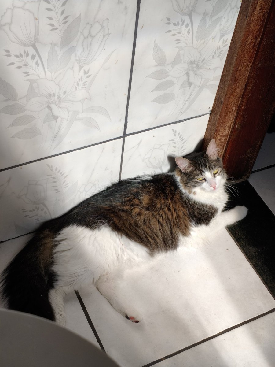 ArghRain's tweet photo. Essa coisa linda da primeira foto tava em lar temporário depois de ser resgatado da enxurrada, eu tinha acabado de perder meus dois velhinhos foi amor a primeira vista e bebeza da segunda foto, queria companhia pro gordo e ela era tão linda, além de ser pretinha e perfeita https://t.co/S2RO5hrijb