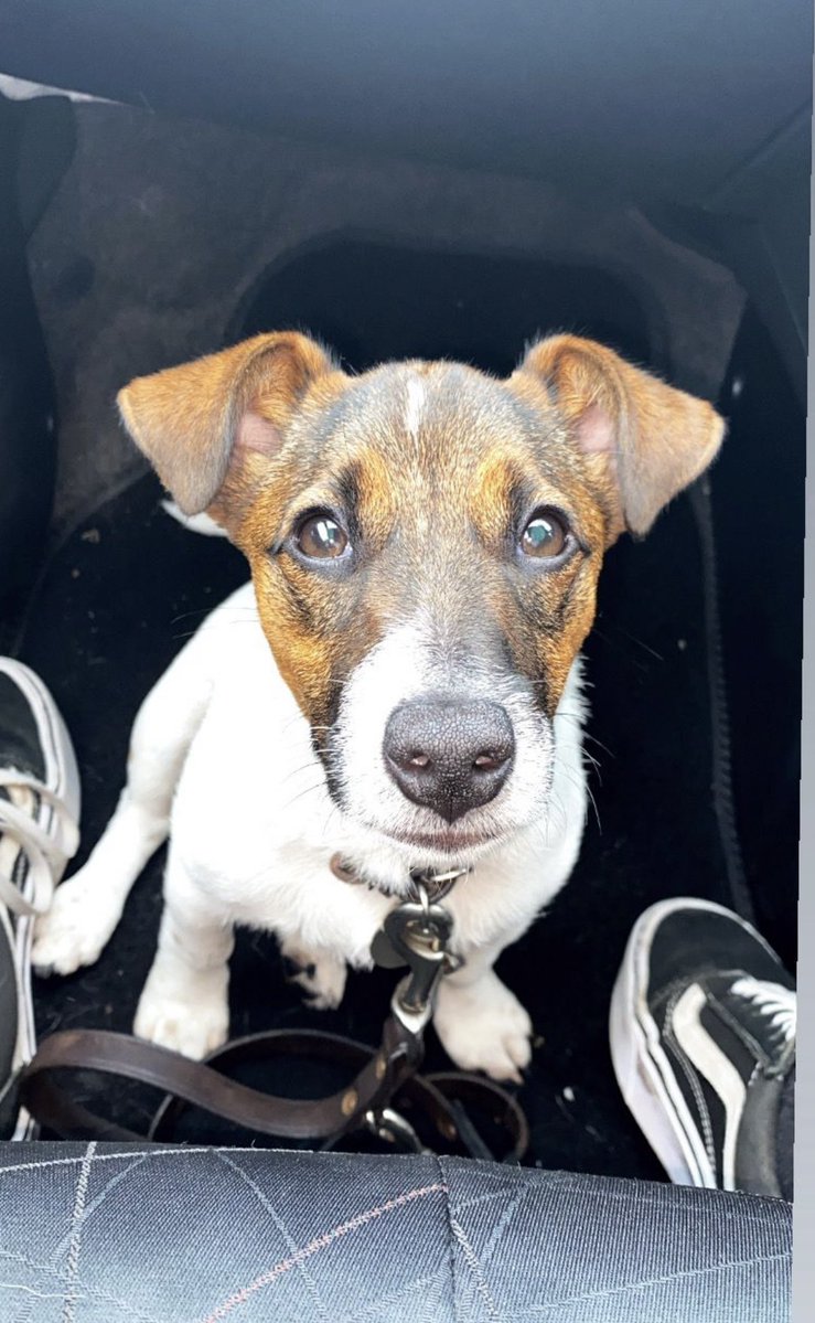Help2Rehome Scotland tweet media