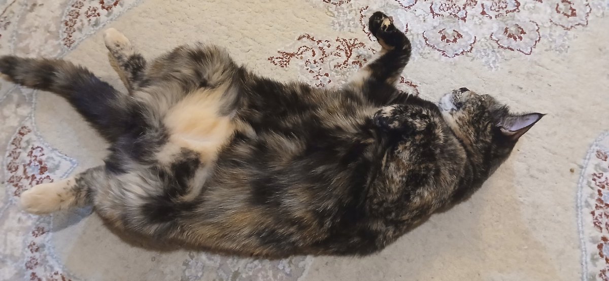 theNev01's tweet photo. @cutecats_____ These are our rescue girls. Both 1 year old and very happy with their lives https://t.co/WcOq83l6lW