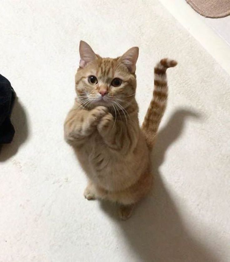 nekocatts's tweet photo. Please 🥺 https://t.co/0REHXzfu8B