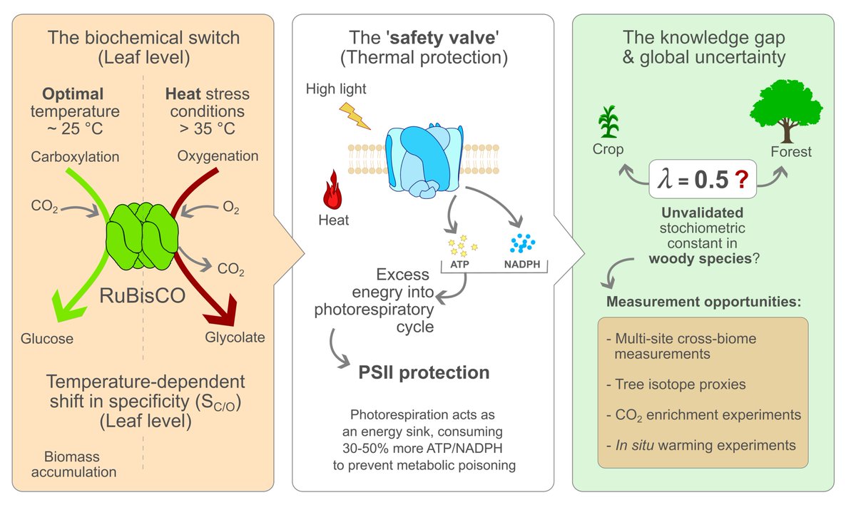 shimogarakesh's tweet photo. New #review out: we look at how #photorespiration may act as a #heat “safety valve” in #trees, why this matters for #forest #carbon and #energy #fluxes, and which field measurements are needed to test it across biomes
https://t.co/UWOEB9JtsN https://t.co/HECOqh6Bcq