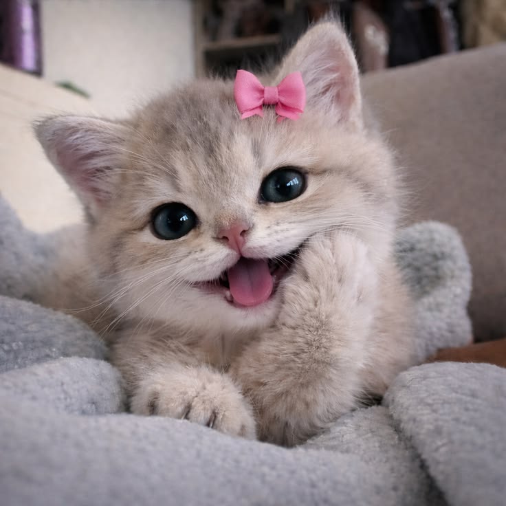 Cats all the way tweet media