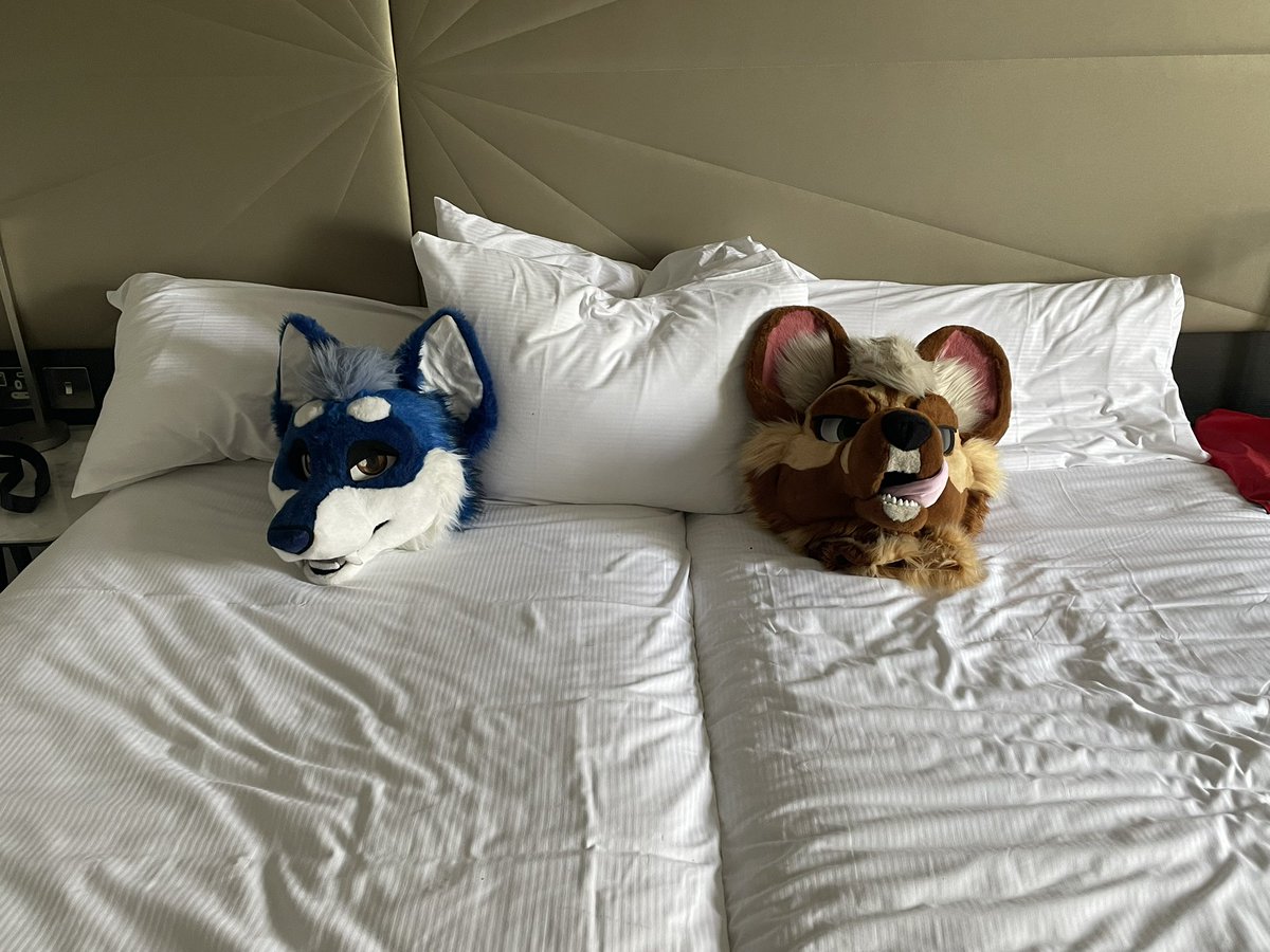 Solo AWD/ Ruki Fox 🔜 CFz tweet media