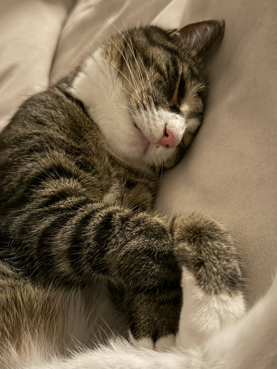 with_mgrk's tweet photo. 💤 https://t.co/5y18Wr4YrR