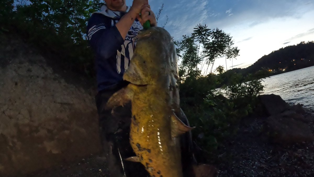 JCole_024's tweet photo. 2 Big Flathead Catfish Caught!
34lbs and 27lbs https://t.co/cv4QWgRpRa