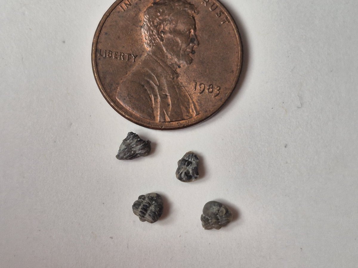 ON_Rockhound's tweet photo. A bunch of juvenile trilobites from a spring club trip in Southern Ontario, Arkona area. Eldredgeops milleri.

#trilobites #fossilhunting #rockhounding https://t.co/hGmOmJcdRo