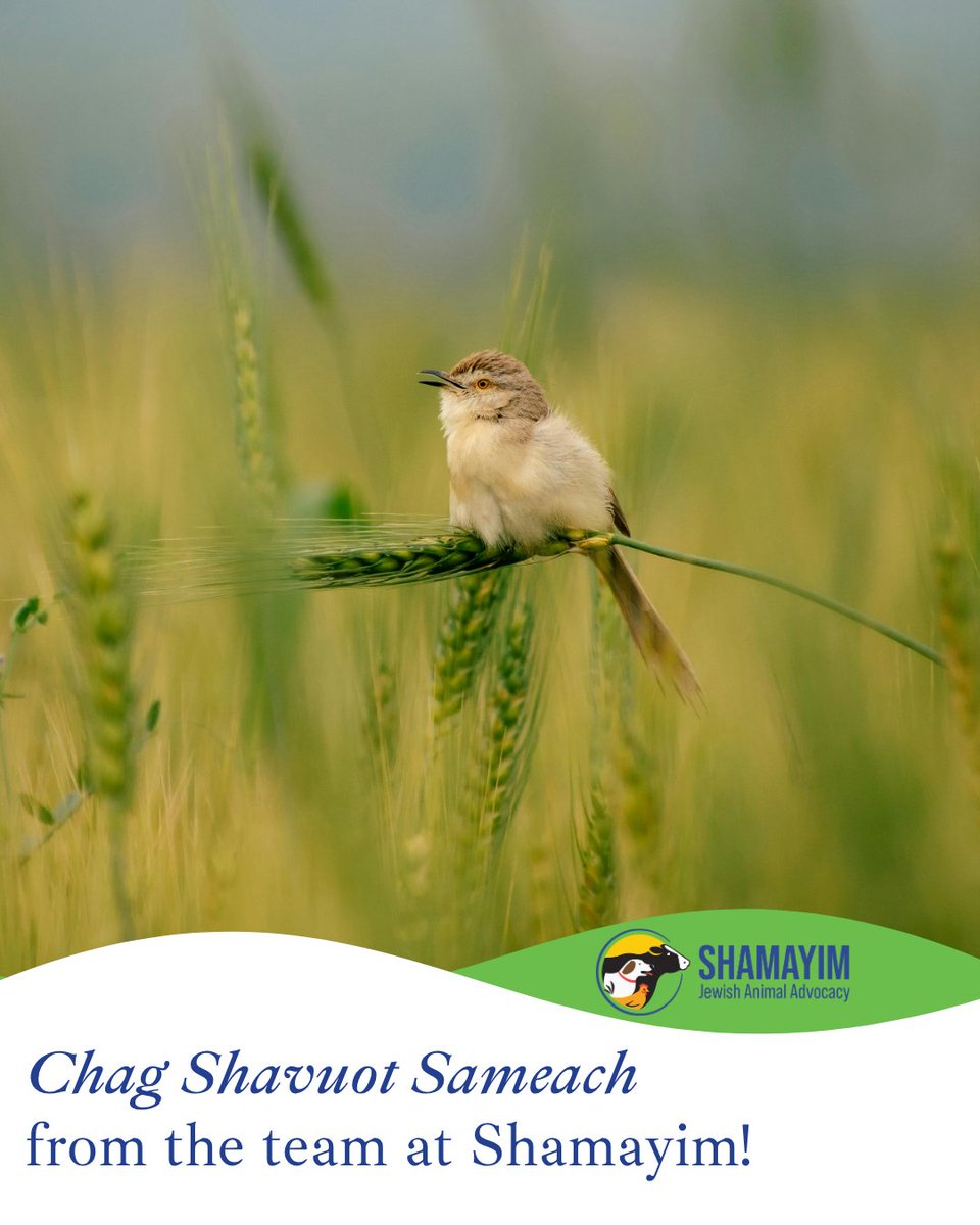 Api Shamaim Shamayim: Jewish Animal Advocacy (@Shamayim_) / Posts / X