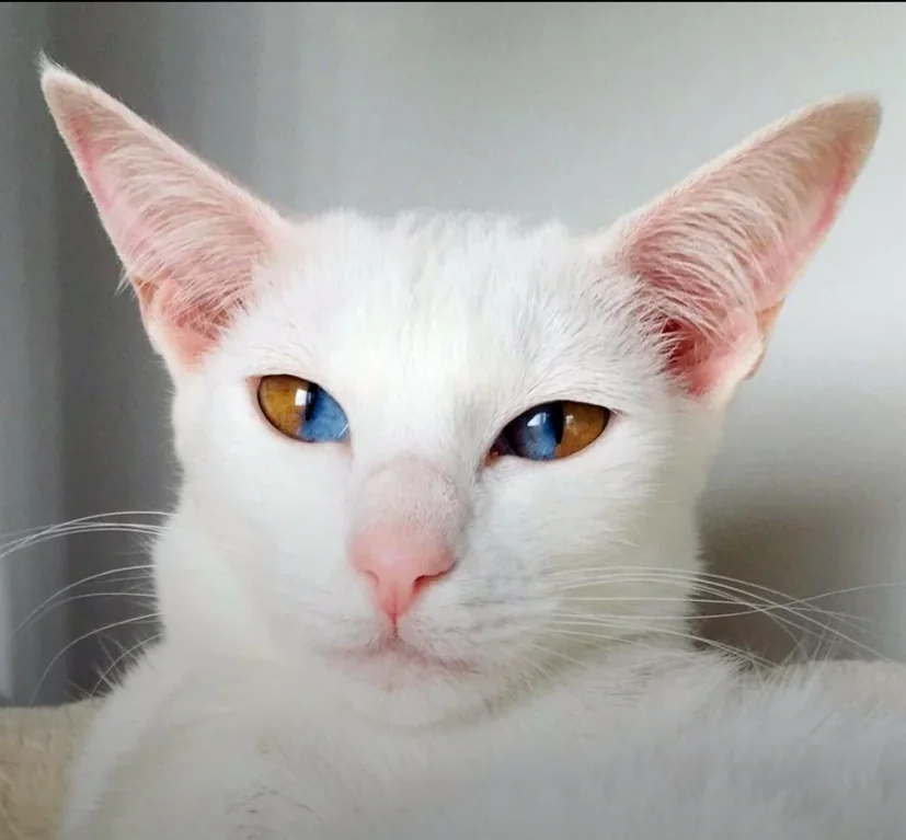 Rainmaker1973's tweet photo. A cat with striking two coloured eyes due to a rare condition called sectoral heterochromia. https://t.co/YMEEOGerdd