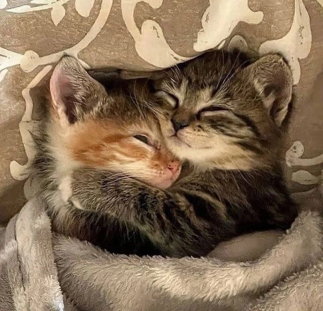 PostofcatsX's tweet photo. Cute couple 🐱💕 https://t.co/Eu0Tyke9OQ
