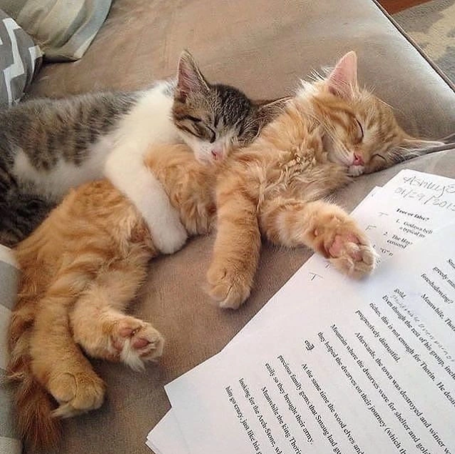 PostofcatsX's tweet photo. Cute couple 🐱💕 https://t.co/Eu0Tyke9OQ