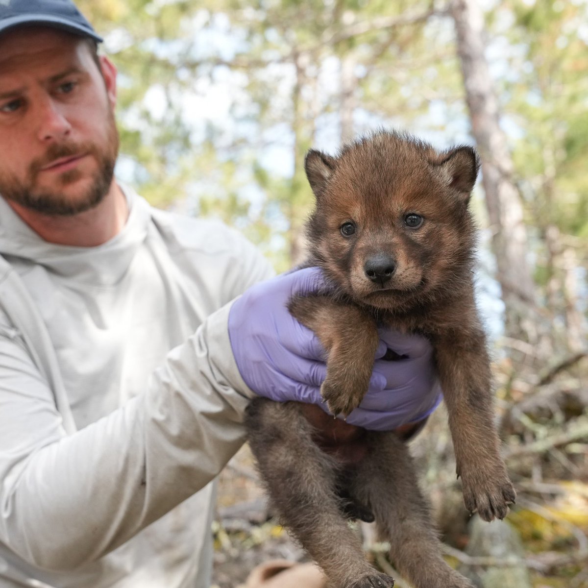 Voyageurs Wolf Project tweet media