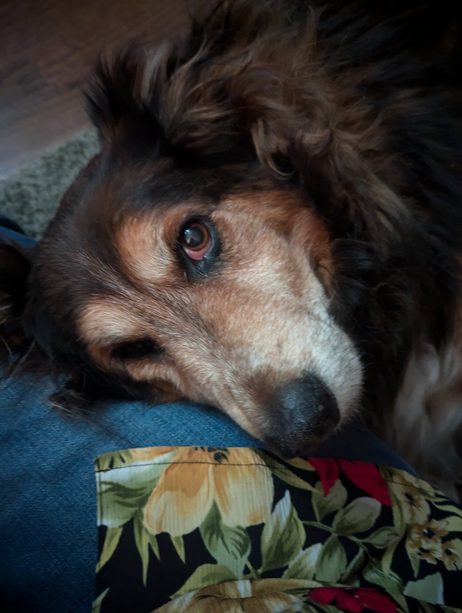 captainsofti's tweet photo. My bestest friend is 11 today! Everyone tell Maverick happy birthday 💖 https://t.co/0FOsBarwiq