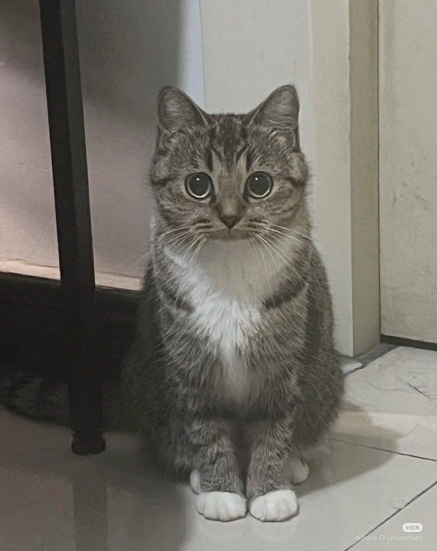 🐈⬛ tweet media