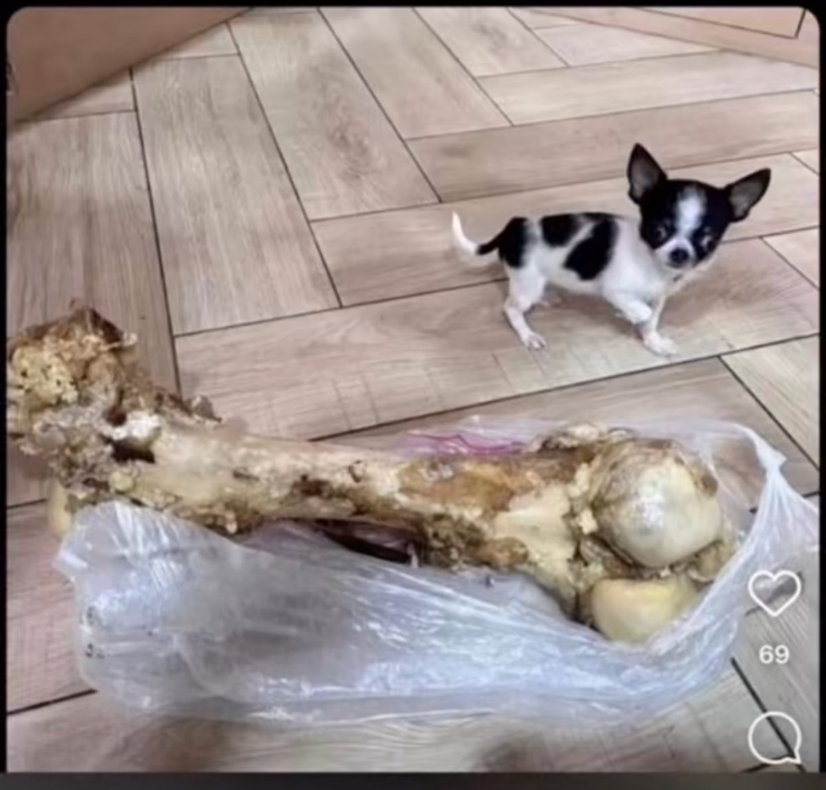 Miih_Mah's tweet photo. Patient dog see fattest bone today , fear catch the werey 😂💔 https://t.co/RWwbyJXiAM