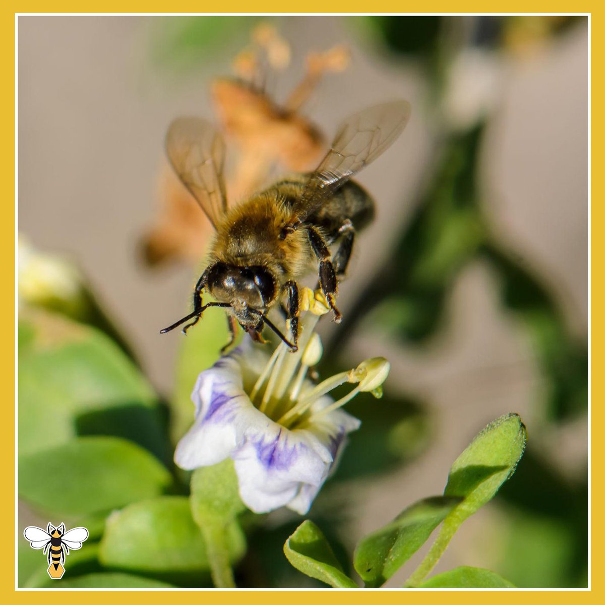 beekeepersimon's tweet photo. The bees don’t take a day off… but they do remind us to slow down, enjoy the sunshine, and appreciate the little things that keep life blooming. 🌸☀️

Wishing everyone a relaxing #BankHolidayMonday filled with fresh air, sunshine, and the gentle buzz of spring in full swing. 🐝 https://t.co/aUJLQ6Rdxy