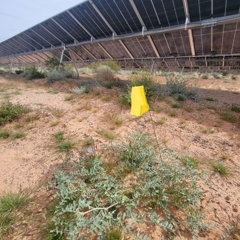 giveashitnature's tweet photo. A critically endangered desert plant exploded in numbers right underneath a solar farm.

The plant is called threecorner milkvetch. It's a small annual in the pea family that grows in only a few corners of the Mojave Desert. Nevada lists it as Critically Endangered and Fully Protected.

Ecologists surveying the Gemini Solar Project site northeast of Las Vegas in 2022 found 12 individual plants growing. After construction finished and the array started running, a 2024 survey found 93.

The plants growing inside the array were also taller, wider, and produced more flowers and fruits than the ones in the unbuilt land next door.

Most utility-scale solar projects use a construction method called "blade and grade." Bulldozers scrape away vegetation, level the soil, and remove the upper layers entirely. This destroys the seedbank and makes natural recovery difficult even when conditions improve.

Gemini chose not to do that. They used a lower-impact construction approach that preserved existing vegetation patches, soil structure, and biological soil crusts wherever possible. The milkvetch seedbank survived the process. 

When the panels went up and started shading the ground, evaporation slowed after each rainstorm, and the soil under the array stayed moist longer than the surrounding desert. Seeds that had been waiting for years finally got the moisture conditions they needed and germinated.

A peer-reviewed study, led by ecologist Tiffany Pereira at the Desert Research Institute and published in Frontiers in Ecology and Evolution in late 2025, is now being used as evidence that solar build-out and desert biodiversity aren't necessarily opposed.

The next decade is going to see millions of acres of desert placed under solar arrays. Every one of those sites is a choice between the cheap method that kills the seedbank and the slightly slower method that doesn't. Gemini proved the slower method works, and the milkvetch was the benefactor.

The future doesn't have to be humans vs. nature.