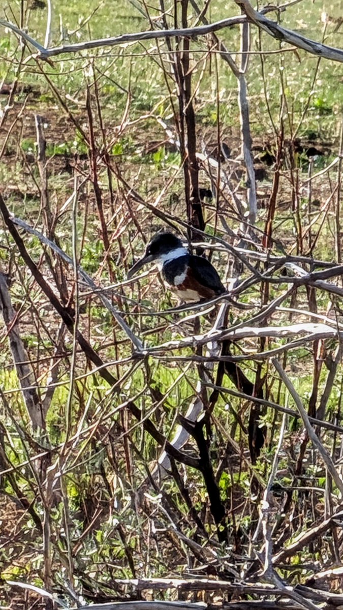 zeroparse's tweet photo. Final day of vacation and I caught this sick ass Bearded Kingfisher https://t.co/n3mEQ7L51N