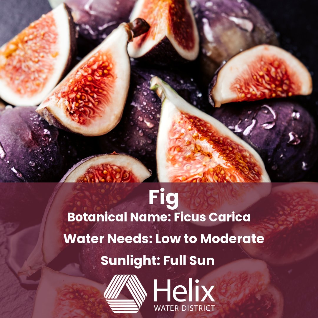 helixwater's tweet photo. Plant of the Week: Fig

Figs are a delicious and easy-to-grow fruit tree that thrives in warm climates like ours. With lush green foliage and sweet, edible fruit, fig trees are a beautiful and productive addition to any yard or garden. ☀️🍃

#PlantOfTheWeek #HelixWaterDistrict https://t.co/oiZeTByV1P