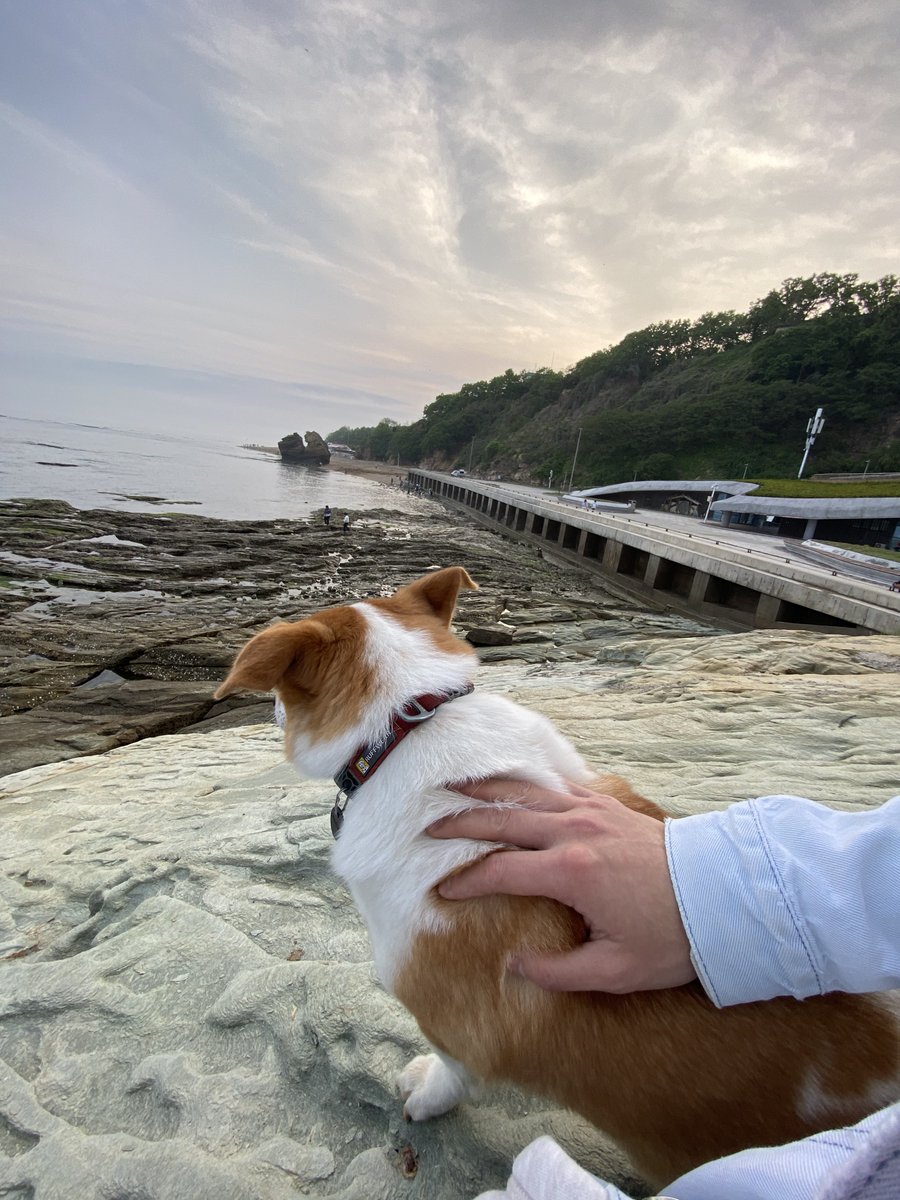 Ashui9910's tweet photo. 在地质史上，这些褶皱已经存在了几亿年，而人类文明在地质时间里只是一瞬间。所以对我们来说，它们几乎是“永恒”的；但对地球来说，它们只是漫长演化中的一个临时状态。远古海洋的泥沙会被挤压变成前寒武纪变质岩，再经过几十万年被海水冲刷变成光滑的海蚀平台。 https://t.co/D9e9lzkVqu