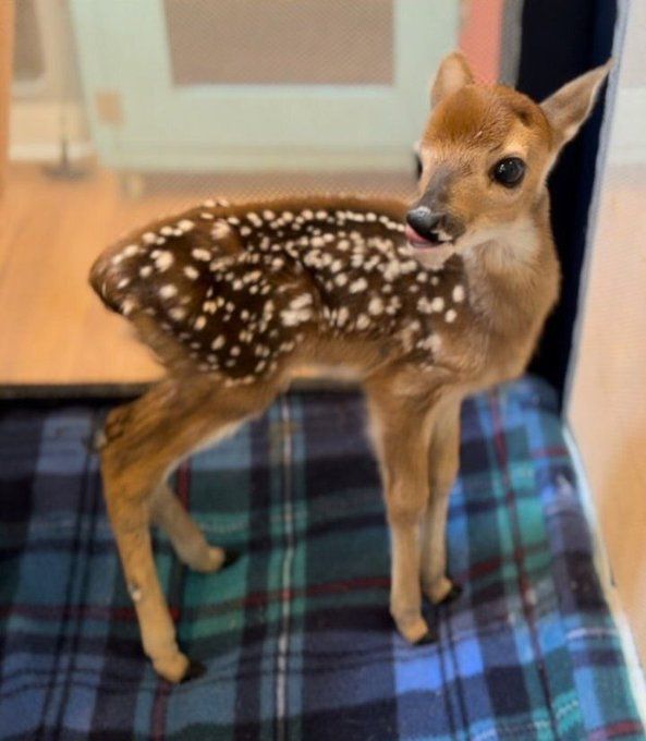 NATURE ✨ WILDLIFE tweet media