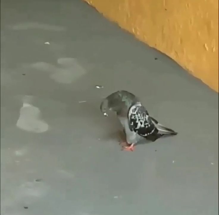Sparrow tweet media
