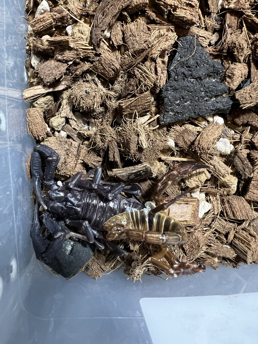 beetle_z's tweet photo. Heterometrus spinifer https://t.co/PscGD24Sb2