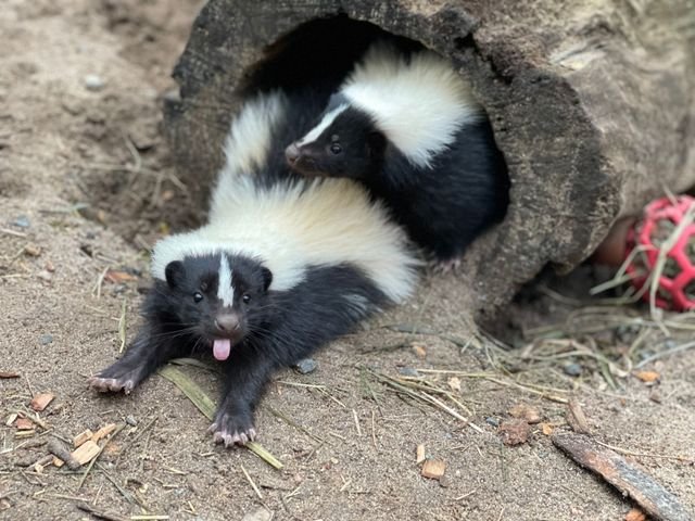 Scooter the skunk🦨 tweet media