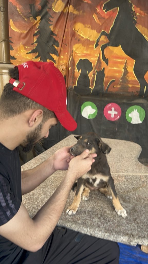 RescueCare's tweet photo. In Gaza, where everyone is running to save their own lives, someone chooses to stop and save another. We found this little pup by the roadside—her small head bears the scars of fear and sickness, her skin exposed to the harsh world. In the darkest of times, we choose to be the light for these innocent souls. Help us heal her wounds with your shares and support.🐾🩹🆘🙏✨ #Gaza #Compassion #StrayAnimals #AnimalRescue 
PayPal: https://t.co/Lzv7nazr6v
GFM: https://t.co/MKk58SRPaQ