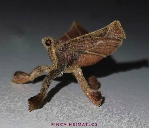 Moth Heaven tweet media