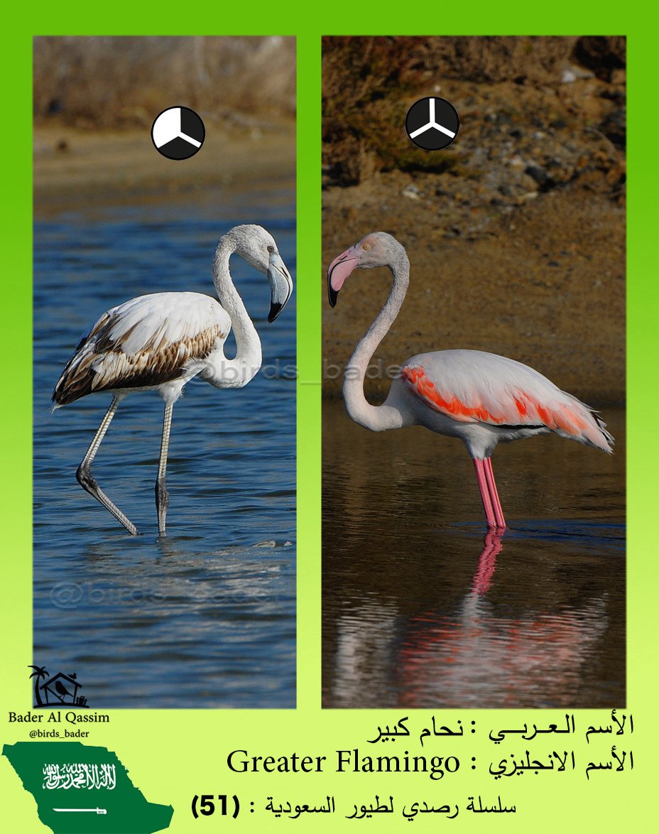 راصد طيور السعودية Saudi birds 🇸🇦 tweet media