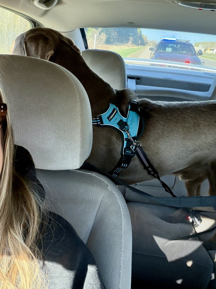 Jackson & Willow tweet media