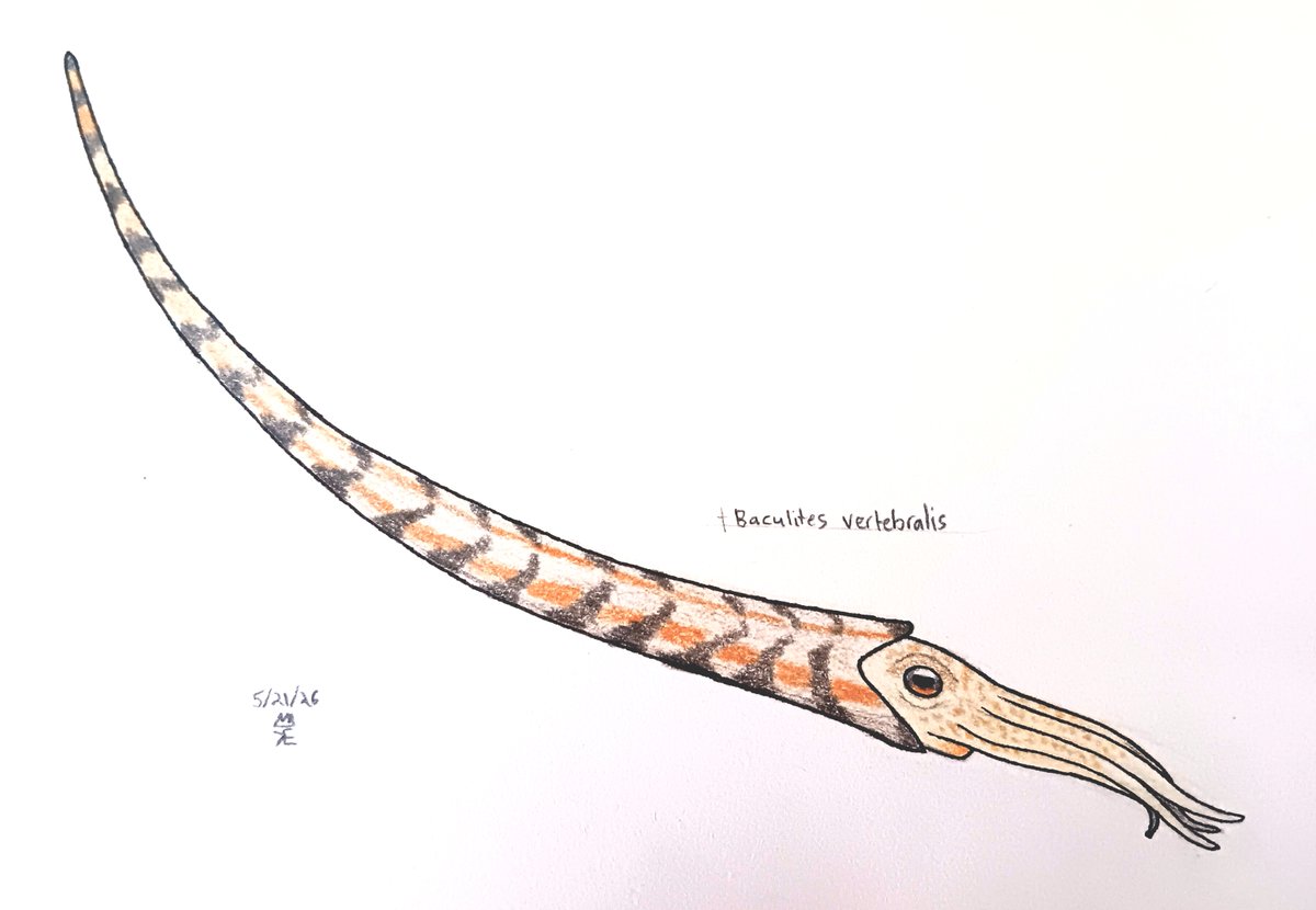King_Edmarka's tweet photo. Sketch of Baculites; a heteromorphic ammonite from the late Cretaceous and possibly the earliest Paleocene with fossils from North America and Europe. It would have likely been a mid-water feeder of planktonic animals. https://t.co/WEoytpVHIW