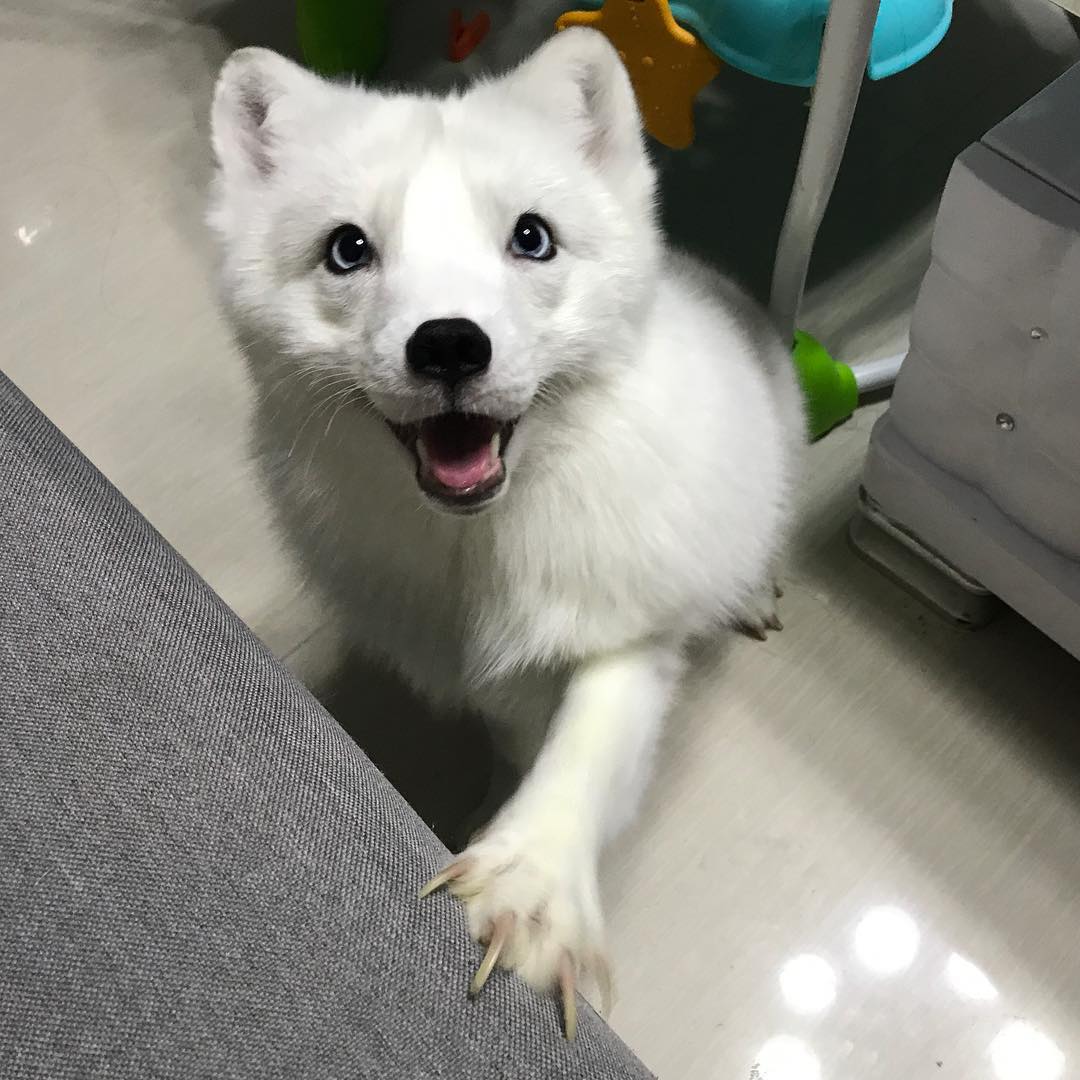 DailyArcticFox's tweet photo. ❄️🦊 https://t.co/88HPNtWF7Y