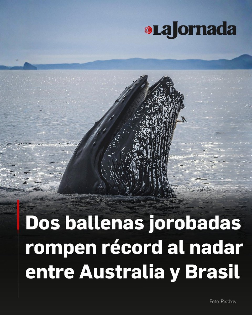 La Jornada tweet media