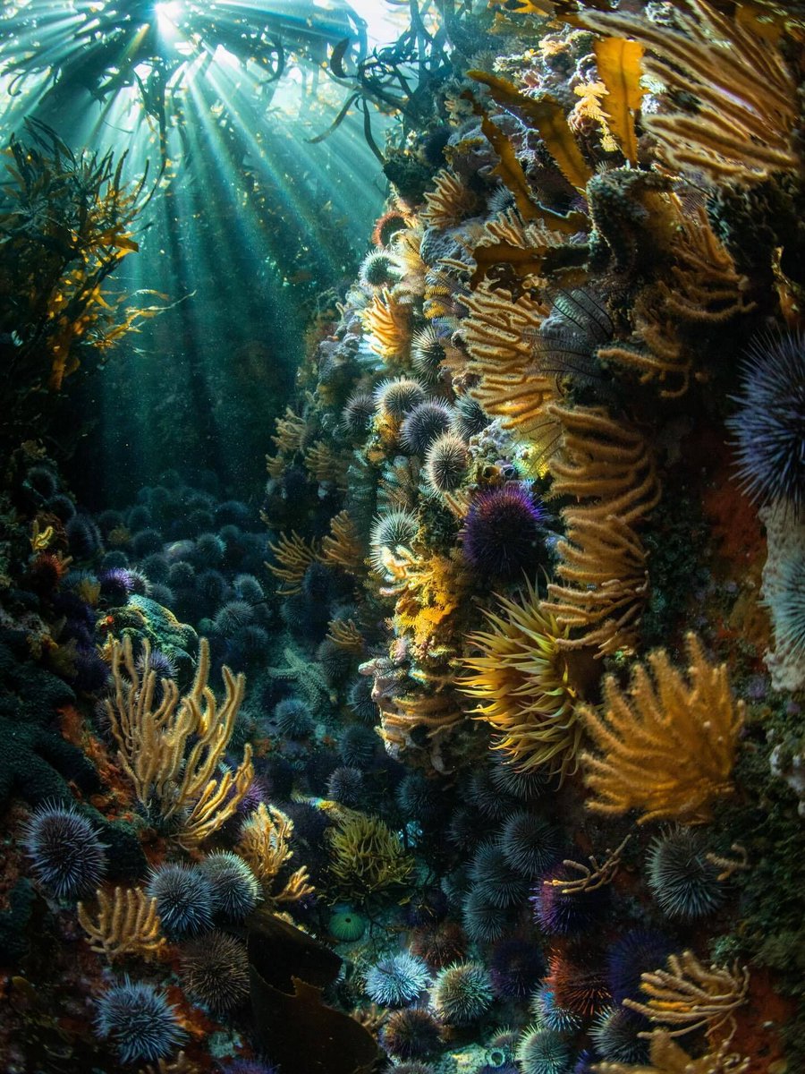 World Ocean Day tweet media