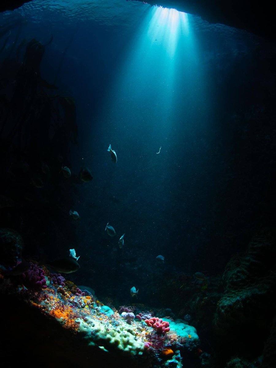 World Ocean Day tweet media