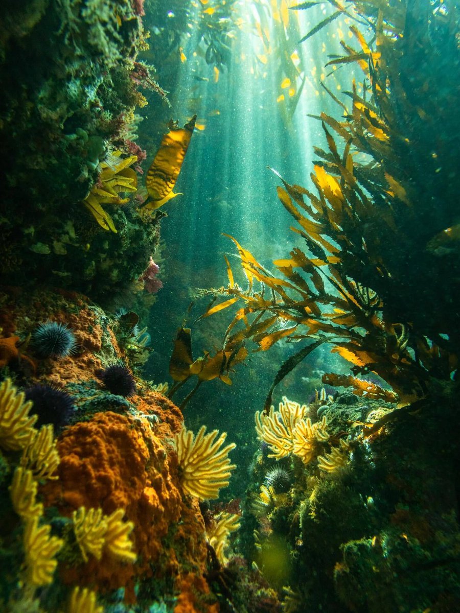 World Ocean Day tweet media