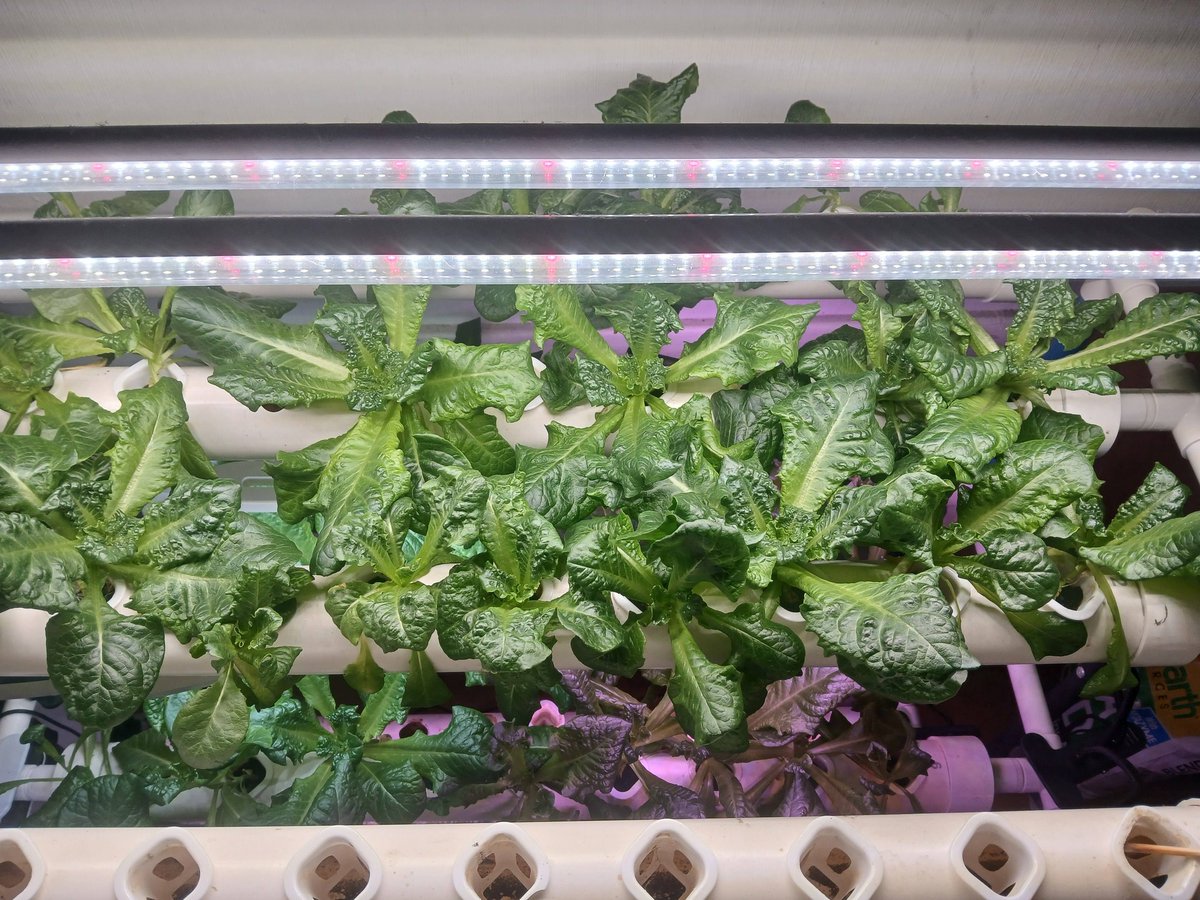 Viznyy's tweet photo. Can you grow gourmet indoor lettuce for just $0.26 a head? 🥬

I tested the Vivosun 3-Tier NFT system in my garage with Tom Thumb butterhead.
https://t.co/DwzLlAFjp7 https://t.co/Gf18gOXIJN