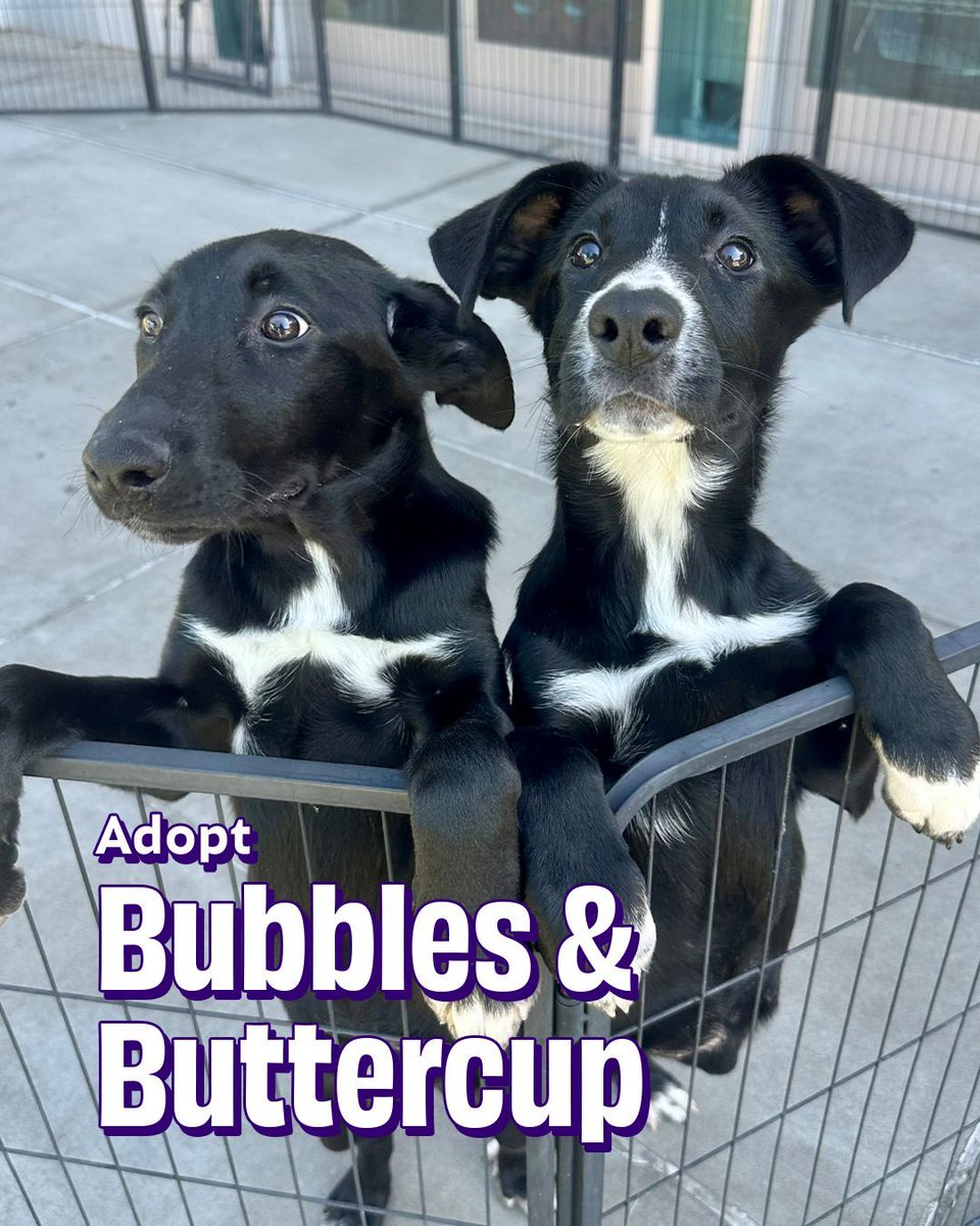 Joybound People & Pets tweet media