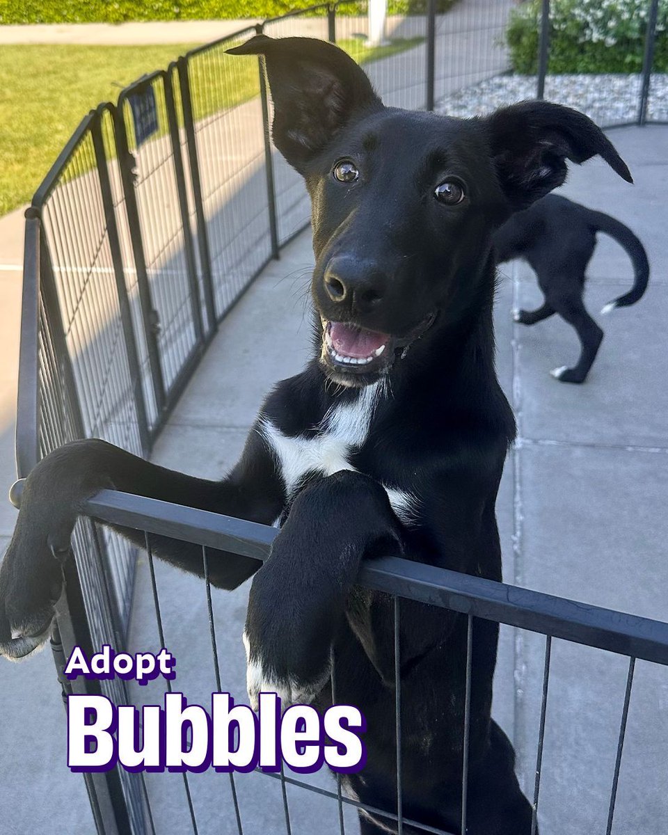 Joybound People & Pets tweet media