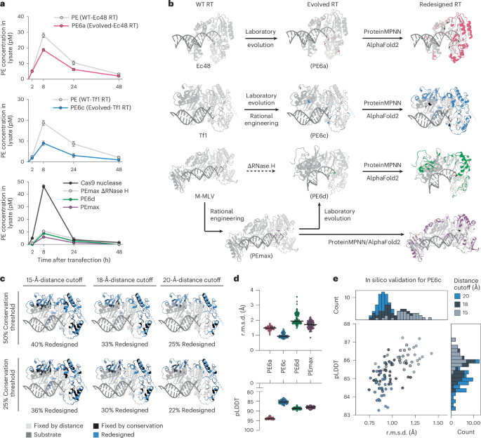 NatureBiotech's tweet photo. AI-guided redesign of laboratory-evolved reverse transcriptases enhances prime editing https://t.co/xWypGpzCKj https://t.co/utDuR0aRMA