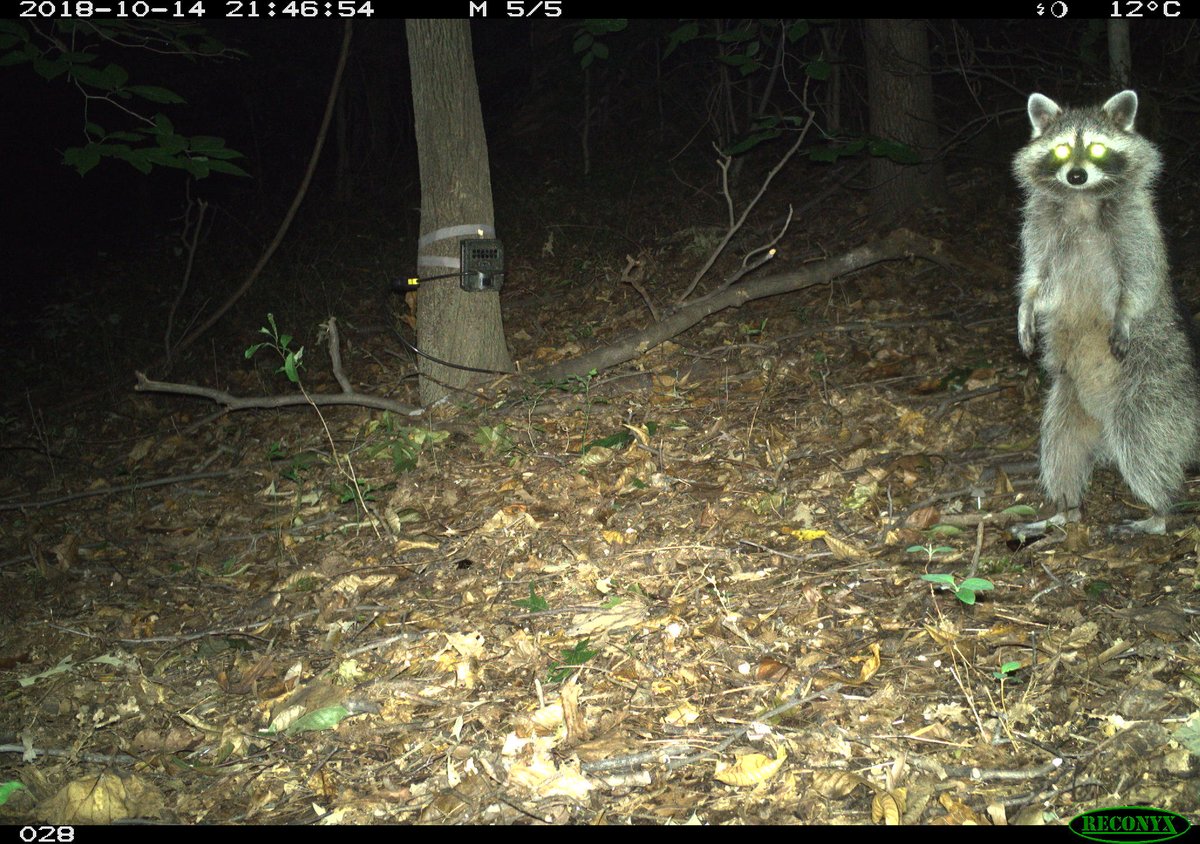 trailcam tweet media