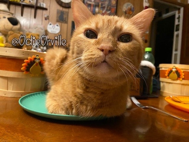 THE Odie Bob Orville 😺 tweet media