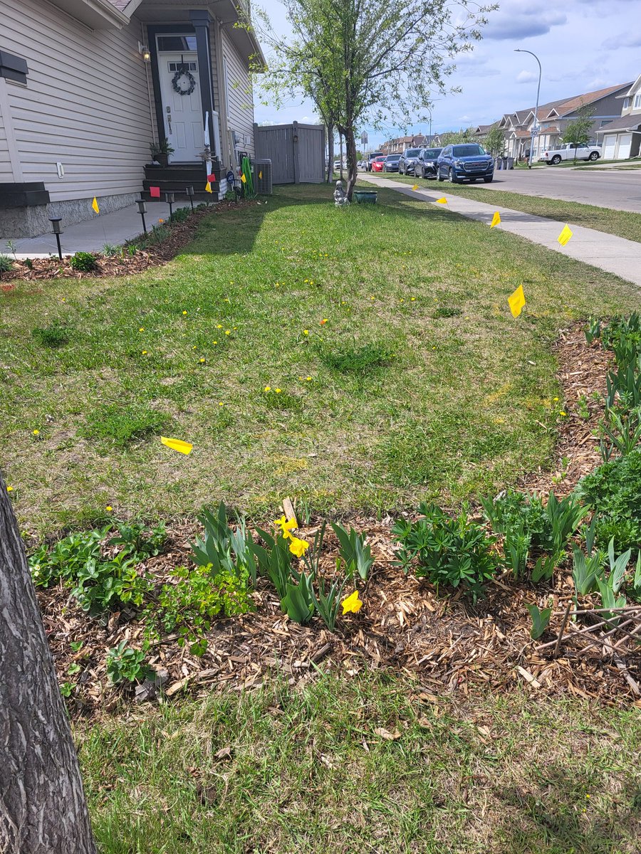 DigSafeGP's tweet photo. Glad to see home owners getting there locates before those home projects.  Keeping their property and health safe.  Remember to #digsafe
#clickbeforeyoudig
#wherestheline https://t.co/bsXBG1JUui
