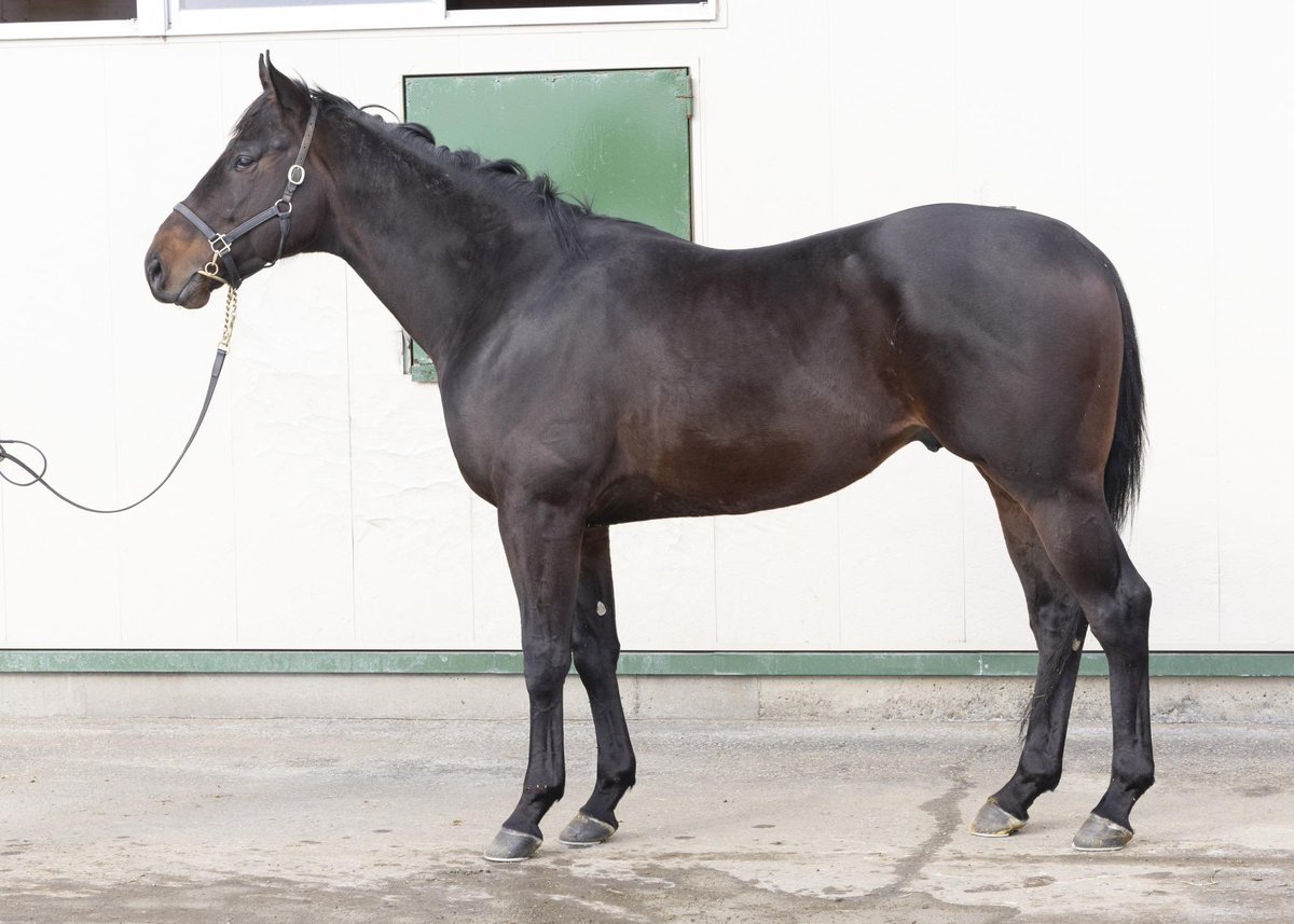 equineracing_jp's tweet photo. (土曜)
12:10
新潟5R　3歳未勝利
シャンペトルブーケ（短期）
ツウキンカイソク

12:20
東京5R　3歳未勝利
フォーアライター

12:50
東京6R　3歳1勝ｸﾗｽ
タケルムサシ

14:10
新潟9R　はやぶさ賞（3歳1勝ｸﾗｽ）
オタルイーグル

14:20
東京9R　カーネーションC（3歳1勝ｸﾗｽ）
サンブライト
ファンクション

14:30
京都9R　メルボルンT（3歳1勝ｸﾗｽ）
リアンマヒナ

14:55
東京10R　高尾特別（4歳上2勝ｸﾗｽ）
ペイドラロワール

15:20
新潟11R　大日岳特別（4歳上2勝ｸﾗｽ）
タマカヅラ

(日曜)
10:00
東京1R　3歳未勝利
ルージュリヴィエラ

11:10
新潟4R　4歳上障害未勝利
ヴォルスター

12:50
東京6R　3歳1勝ｸﾗｽ
パータリプトラ

13:10
京都7R　4歳上1勝ｸﾗｽ
ハルオーブ

15:15
新潟11R　韋駄天S（4歳上オープン）
ナスノカンゲツ
バグラダス(短期）

16:10
京都12R　4歳上1勝ｸﾗｽ
アメリカンビーチ(リハビリ）

写真📷✨は1年7ヶ月ぶり
アメリカンビーチ