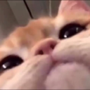 evinniaa's tweet photo. @aftershockguild cats are better. https://t.co/qLMGtT5Aw3