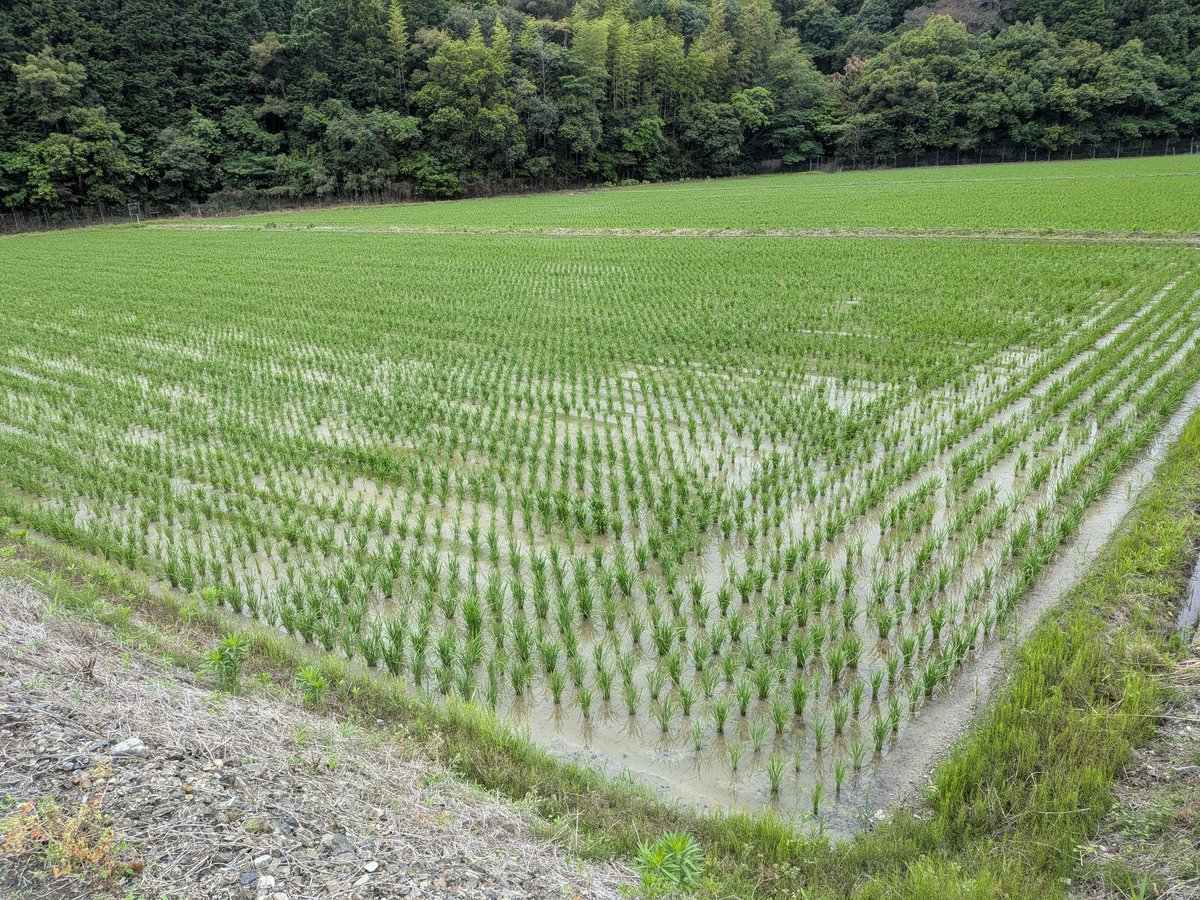 APEXLIFELINE7's tweet photo. 令和8年産　新米予約の受付を開始しました。（8月１日頃に稲刈りしておよそ2週間後には発送予定です）

1回目の予約で240名ほど予約してくれてます🌾

お米代と精米代のみで送料は無料と分かりやすくしてます

冷蔵保存と精米仕立て等の当たり前を日々お客さんに細かくツイートして証明してます

↓新規でも購入可能で注文の仕方や詳しい説明は記載してます
https://t.co/SF06uApn3p
＃高知県産コシヒカリ　＃シルク米