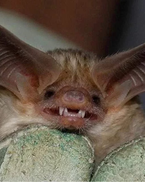 spookyxxboobs's tweet photo. me when i like you https://t.co/vvgjWLRMdk